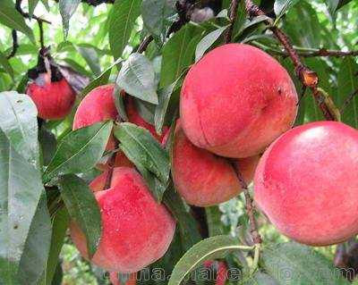 李湘带女儿提车，王诗龄上唇小胡子抢镜，湘姐又胖了越来越敦实