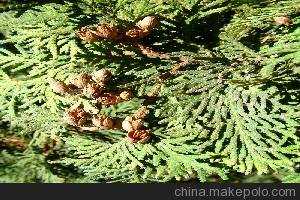 双色球第25043期开奖预测,龙头05凤尾30,蓝球推荐15 双色球第25043期开奖预测,龙头05凤尾30,蓝球推荐15