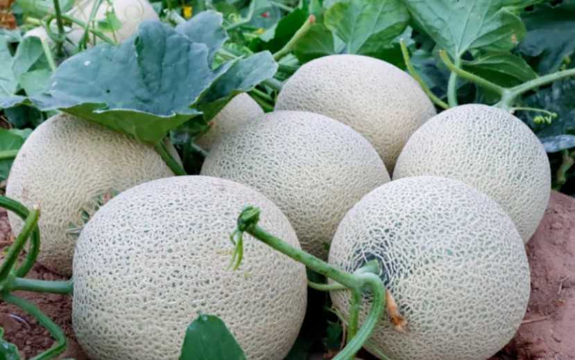 相亲双方满意的概率有多大？网友：瞎猫也能碰到死耗子